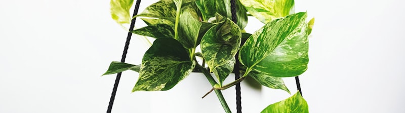 AC米兰球员在训练场上进行战术演练